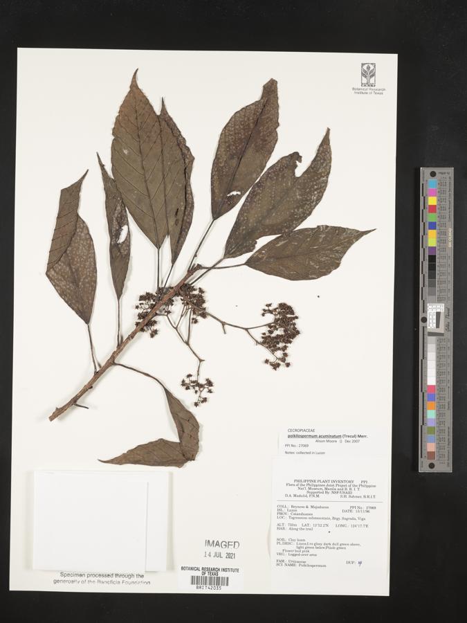 Poikilospermum acuminatum image