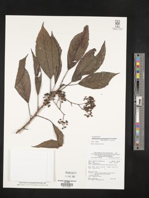 Media resource of Poikilospermum acuminatum