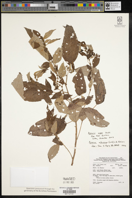 Pipturus arborescens image