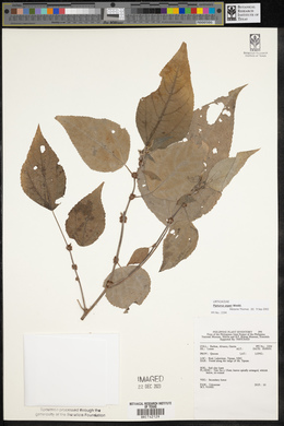 Pipturus arborescens image