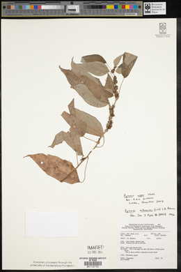 Pipturus arborescens image