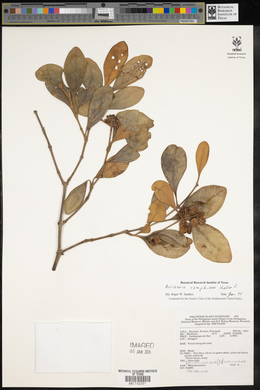 Avicennia marina var. rumphiana image