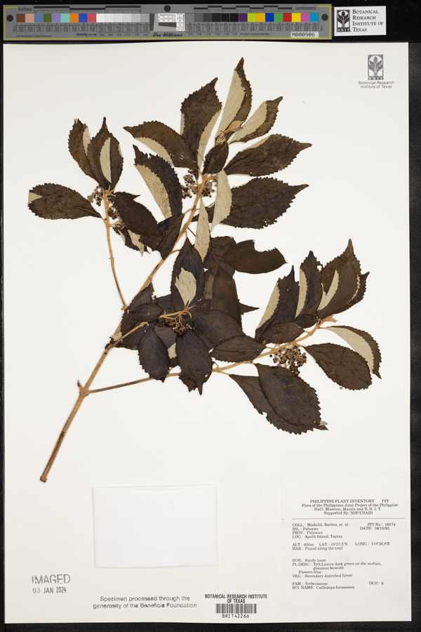 Callicarpa formosana image