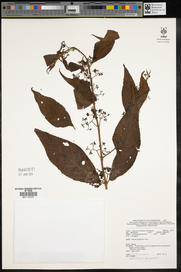 Callicarpa formosana image