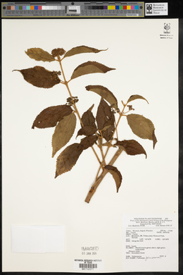 Callicarpa formosana image