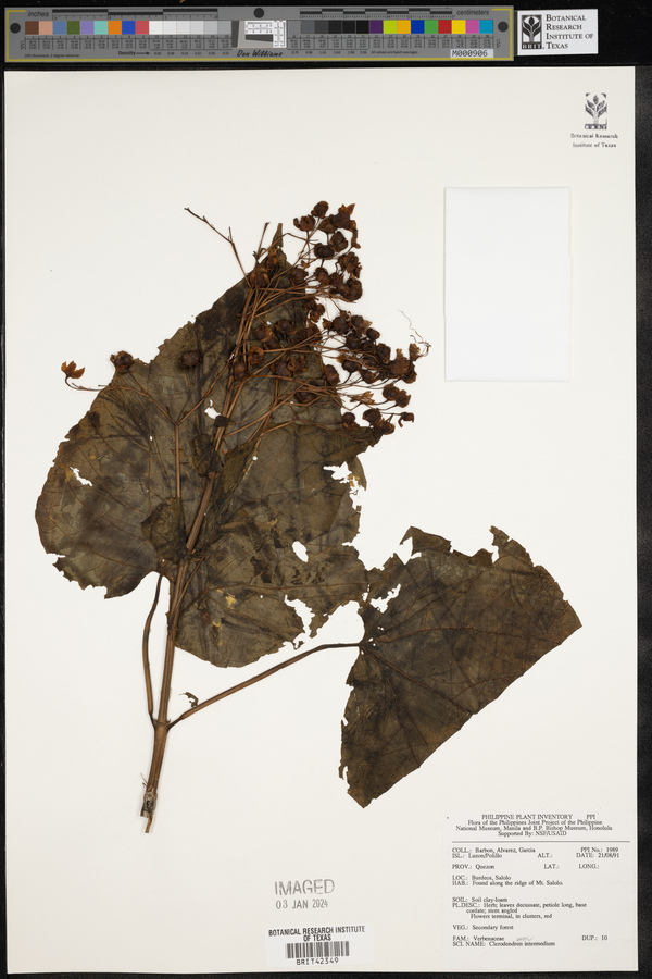 Clerodendrum intermedium image
