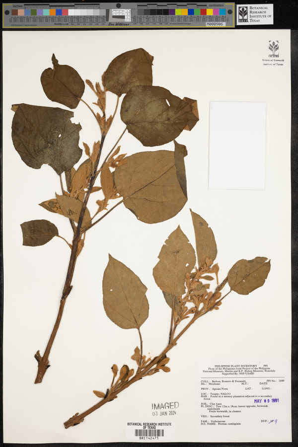 Premna tomentosa image