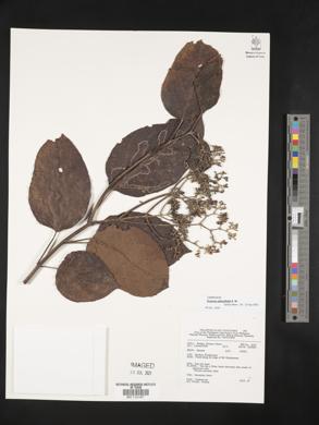 Premna obtusifolia image