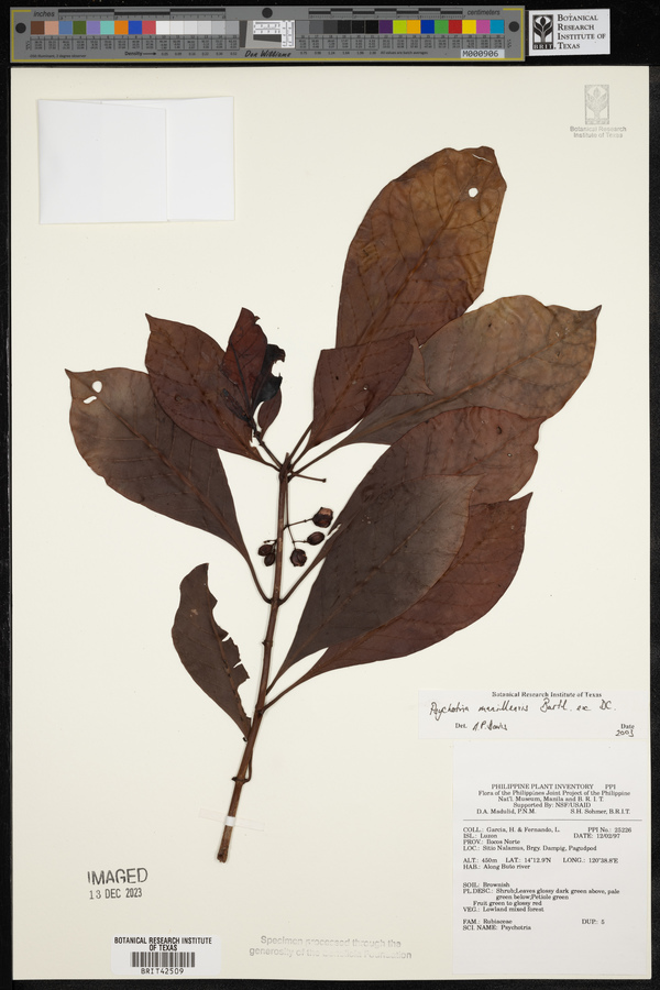 Psychotria manillensis image