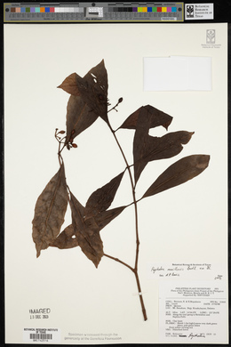 Psychotria manillensis image