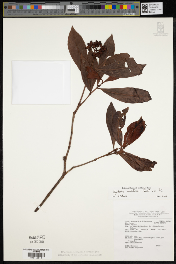 Psychotria manillensis image