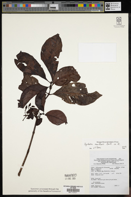 Psychotria manillensis image