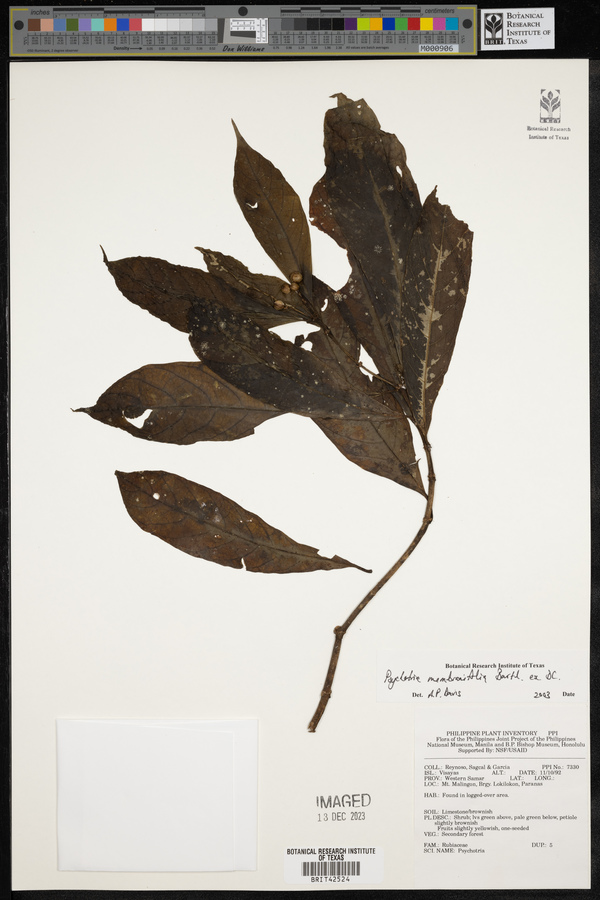 Eumachia membranifolia image