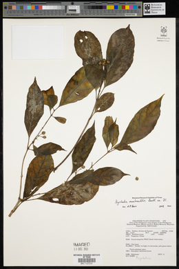 Eumachia membranifolia image