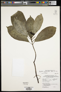 Eumachia membranifolia image