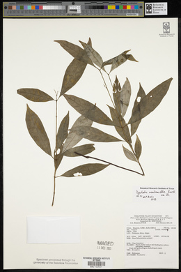 Eumachia membranifolia image