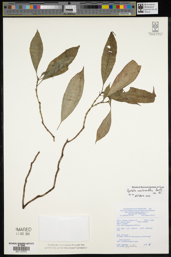 Eumachia membranifolia image