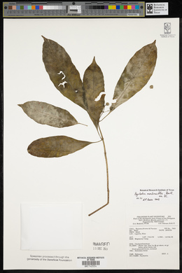 Eumachia membranifolia image