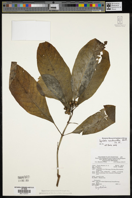 Eumachia membranifolia image