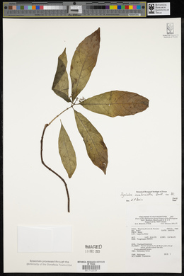 Eumachia membranifolia image