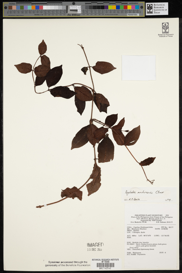 Psychotria mindoroensis image