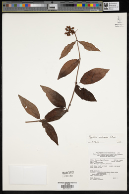 Psychotria mindoroensis image