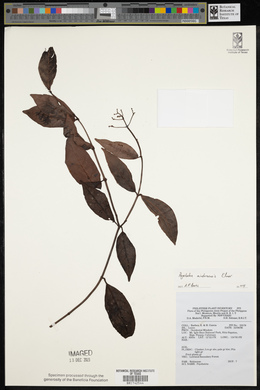 Psychotria mindoroensis image