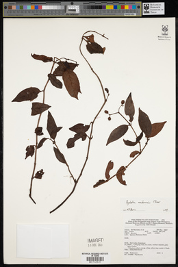 Psychotria mindoroensis image