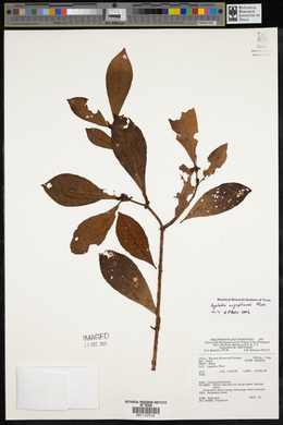 Psychotria nagapatensis image