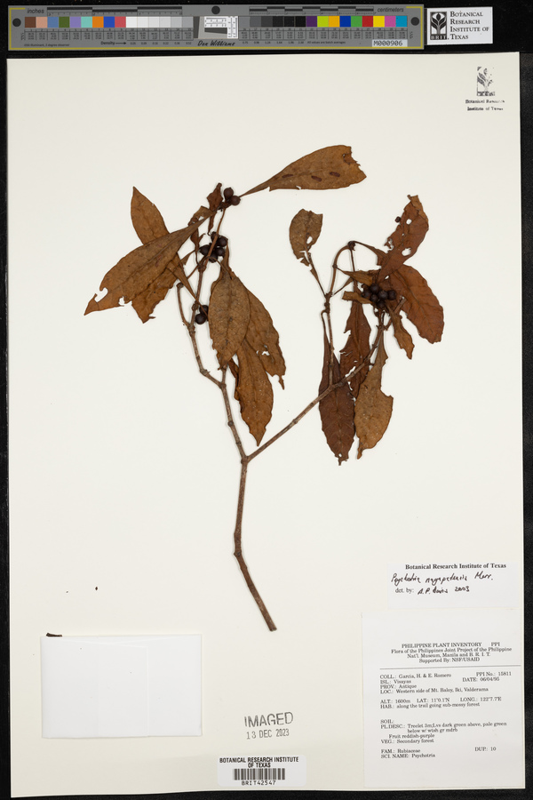 Psychotria nagapatensis image