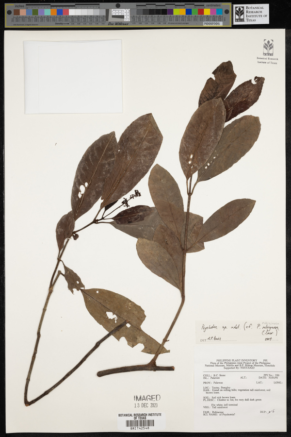 Psychotria rubiginosa image