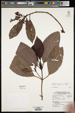 Psychotria negrosensis image