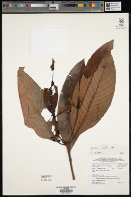 Image Associated With the Occurence