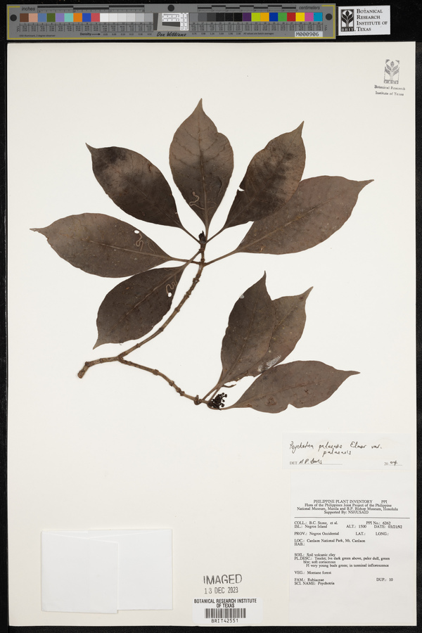 Psychotria paloensis image