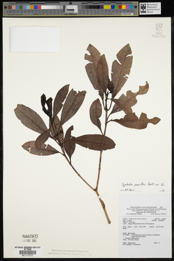 Psychotria subobliqua image