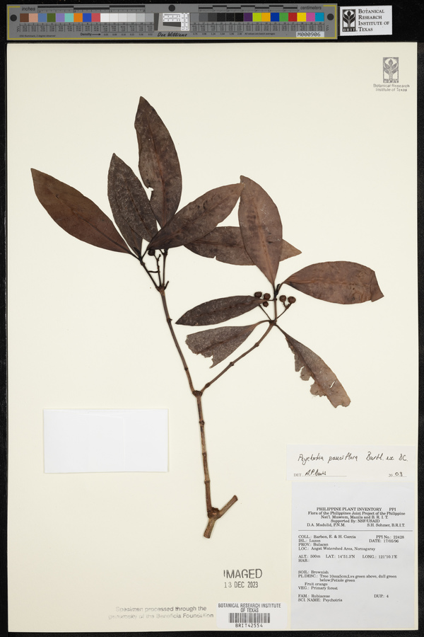 Psychotria subobliqua image