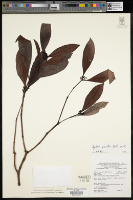 Psychotria subobliqua image