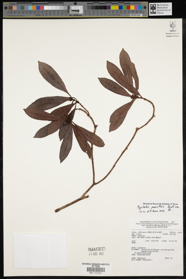 Psychotria subobliqua image