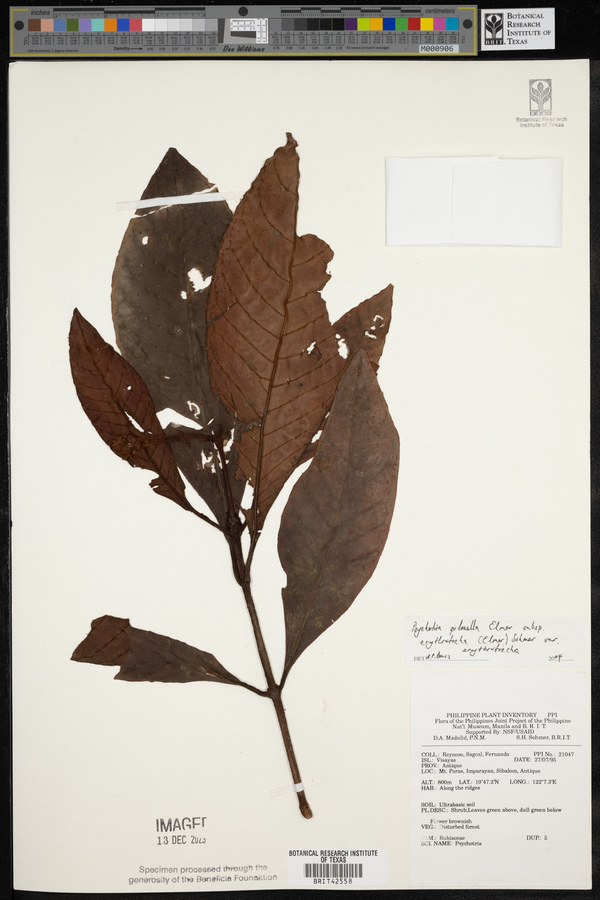 Psychotria pilosella subsp. erythrotricha image