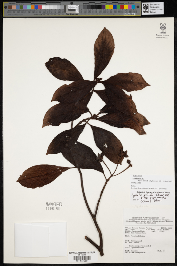 Psychotria pilosella subsp. erythrotricha image