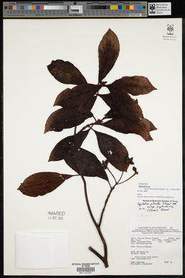 Psychotria pilosella image