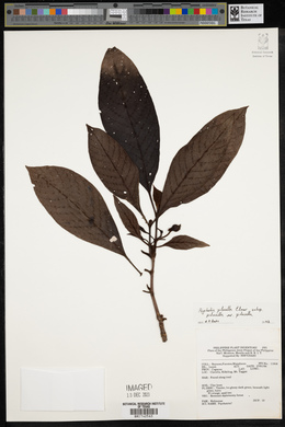 Psychotria pilosella image