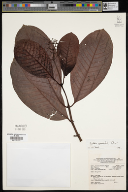 Psychotria pyramidata image