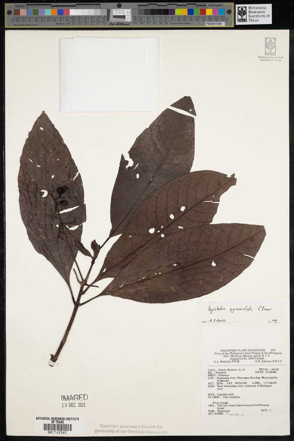 Psychotria pyramidata image
