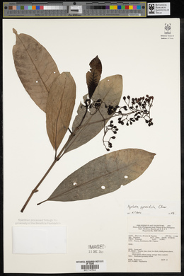Psychotria pyramidata image