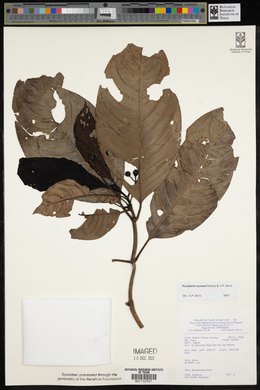 Psychotria reynosoi image