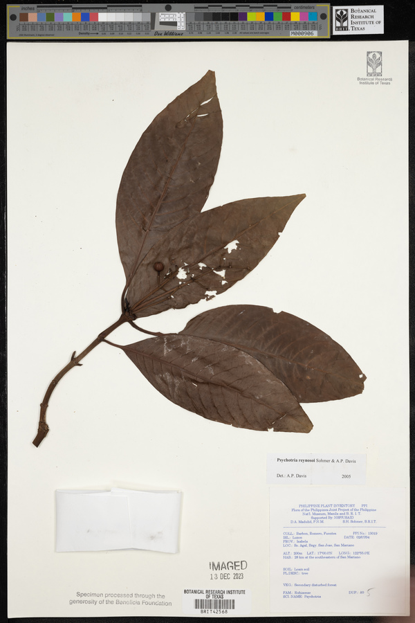 Psychotria reynosoi image