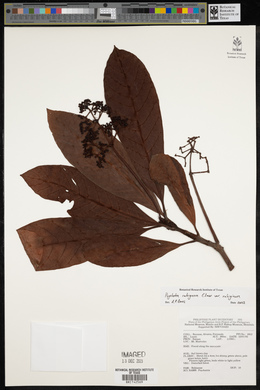 Psychotria rubiginosa var. rubiginosa image