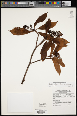 Psychotria rubiginosa image