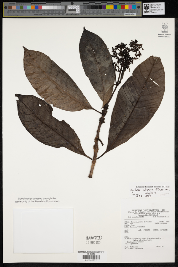 Psychotria rubiginosa image